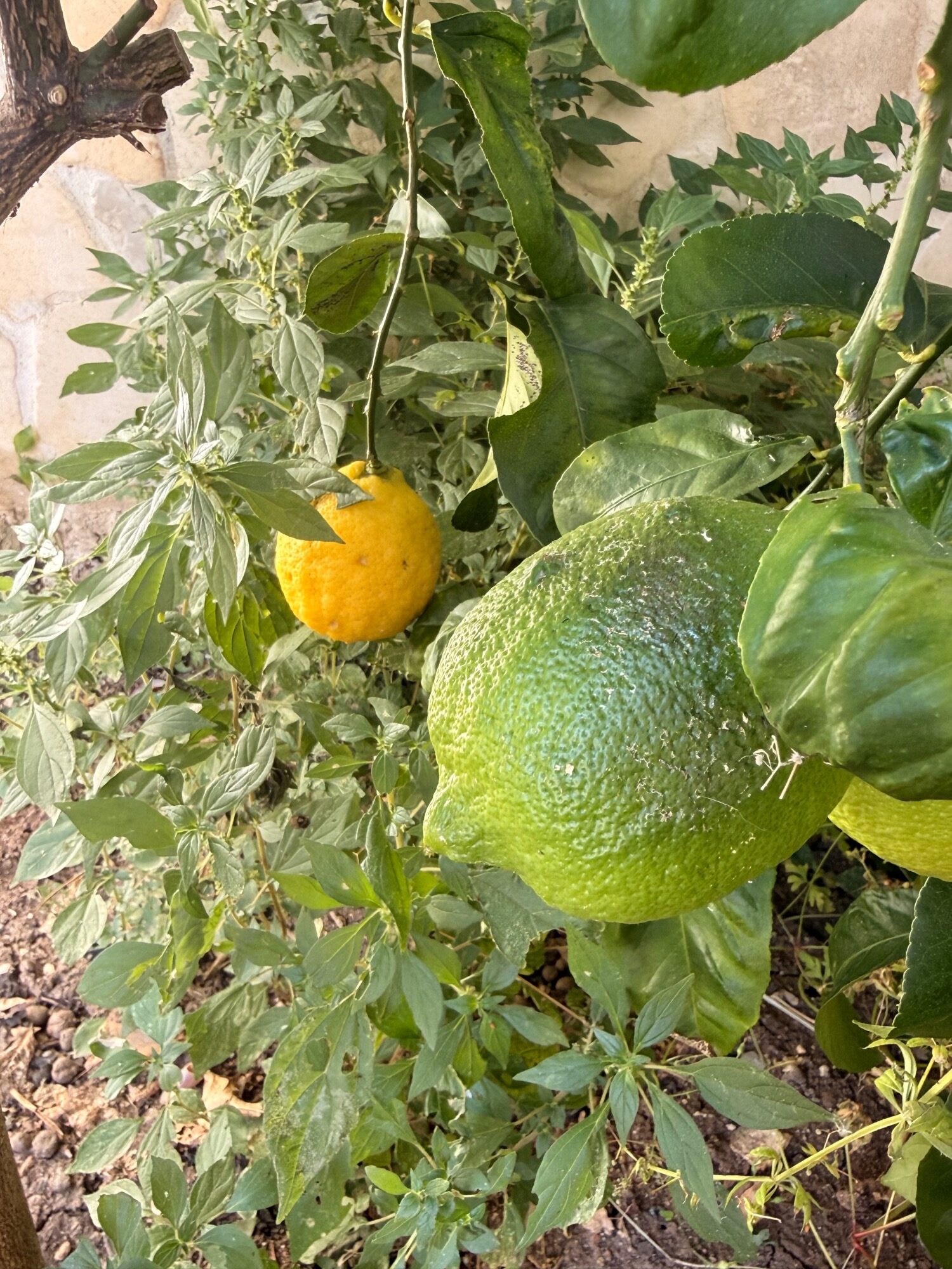 Citrony na citronovníku v Adelfii